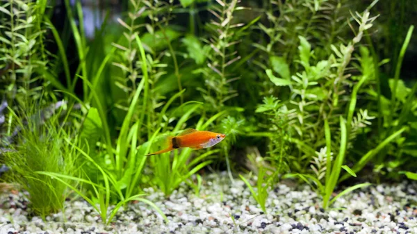 Kırmızı Wag Swordtail
