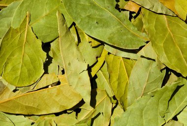 yeşil defne yaprağı