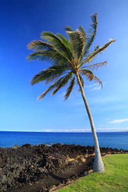 Uzun boylu Hawaiian Palm