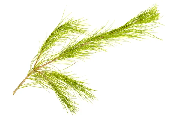 Fir Twig Isolated — Stock Photo, Image