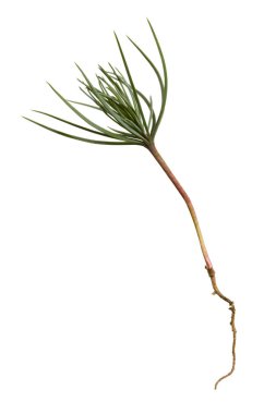 Pine Tree Sprout  clipart