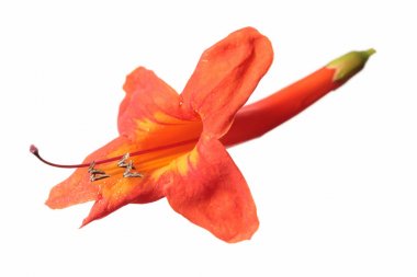 Arizona turuncu Hanımeli