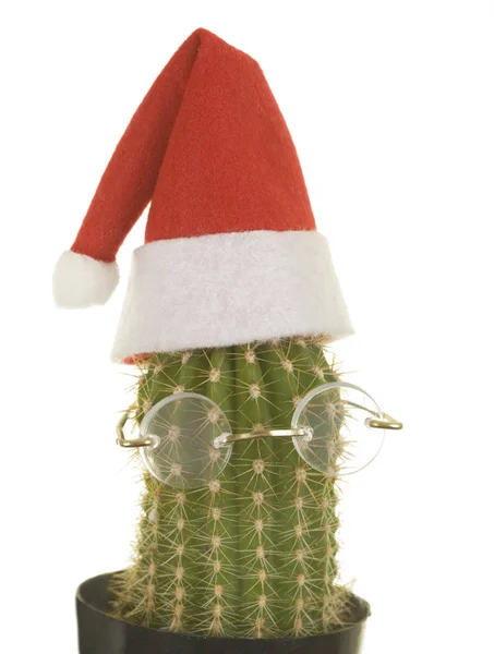 Santa kaktus hatt — Stockfoto