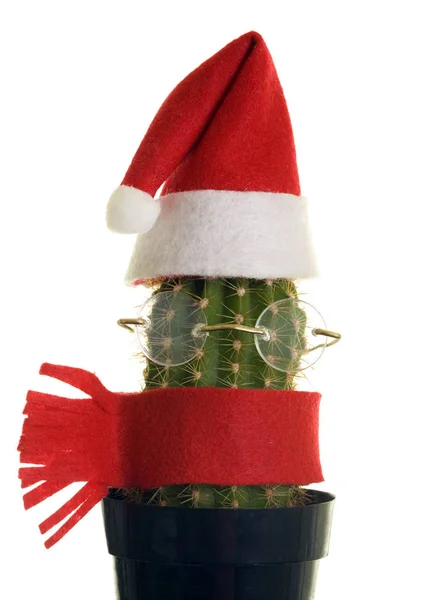 Santa Cactus med glasögon och halsduk — Stockfoto