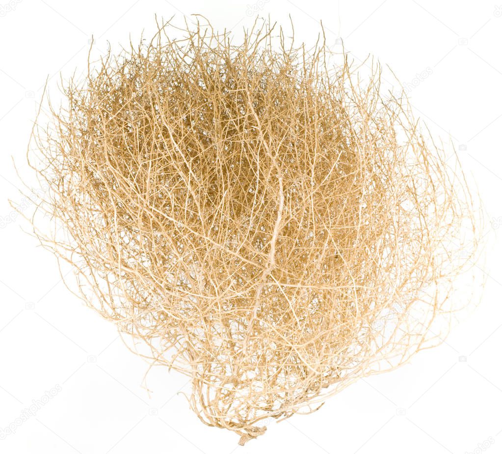 Dry Tumbleweed Bush