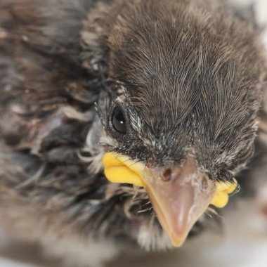 House Sparrow pilici.