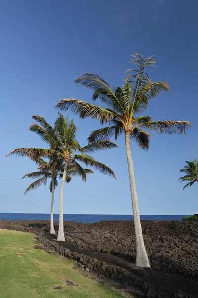 Hawaje Palm Trio — Zdjęcie stockowe
