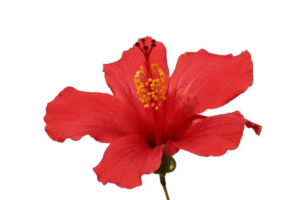 Hibiscus tropical rojo — Foto de Stock