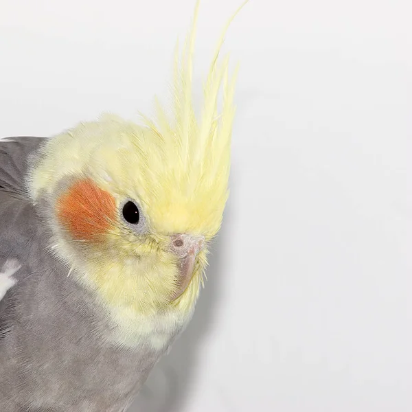 Cockatiel portret close seup — стоковое фото