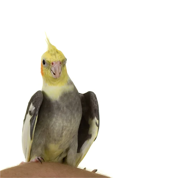 Cockatiel - Oi lá ! — Fotografia de Stock