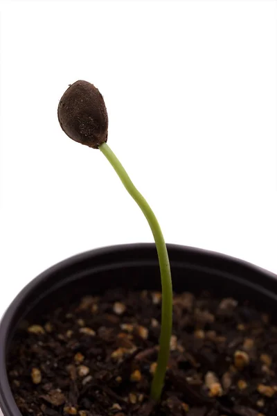 Persimmon Sprouting (Done) — Stock Photo, Image