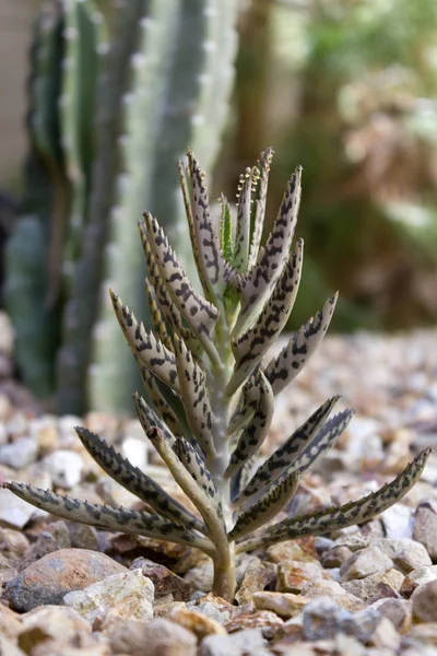 Aloe rozetă; Closeup — Fotografie, imagine de stoc