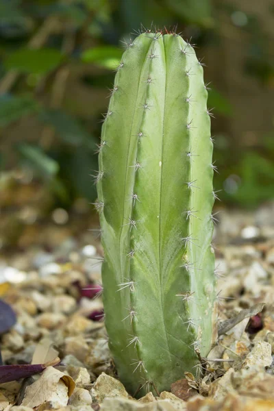 Kaktus meksykański Polaskia Chichipe — Zdjęcie stockowe