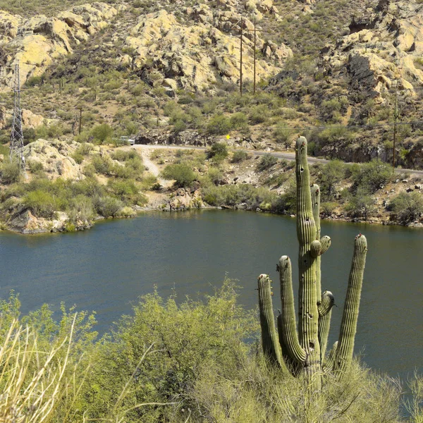 Saguaro en Canyon Lake, Arizona — Foto de Stock