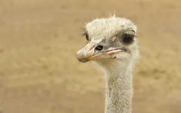 Австралійський страус портрет — стокове фото