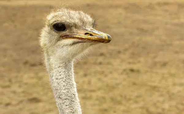 Australian Ostrich Portrait — Stock Photo, Image