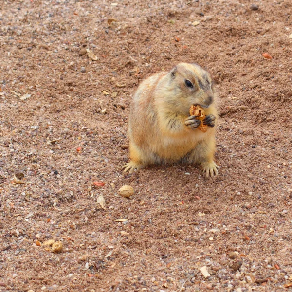 Prairie Dog Snack Time