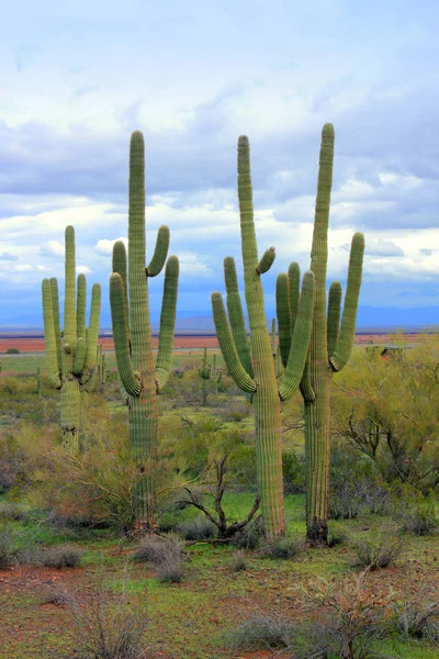 전 능 하 신 Saguaro, 애리조나 사막 — 스톡 사진