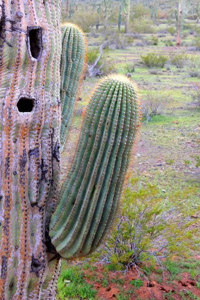 애리조나 Saguaro 가까이 — 스톡 사진