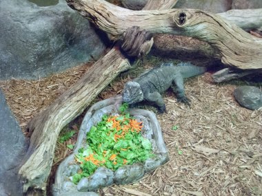 Öğle Yemeği gergedan Iguana için