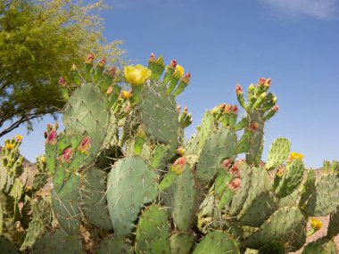 Bahar, Az yenilebilir kürek kaktüs