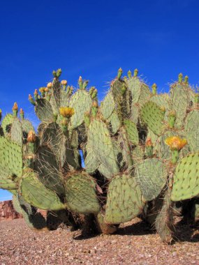 Arizona firavuninciri kaktüs