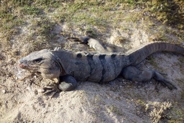 Bir buz küpü ile Meksika Iguana