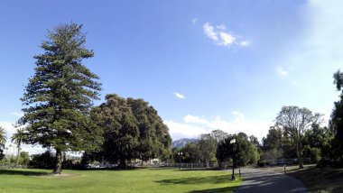 Şehir Parkı büyük incir ve Norfolk Adası Çam ile