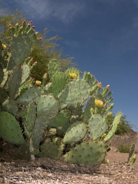 Yenilebilir firavuninciri kaktüs