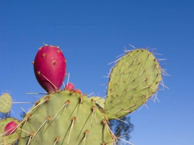 Fruit of Prickly Pear Cactus clipart