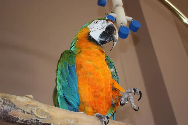 Bir ayak kaldırma sümbül Amerika papağanı — Stok fotoğraf
