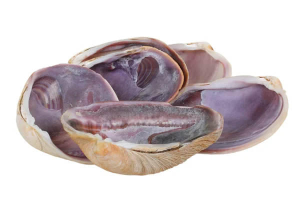 水生软体动物壳 — 图库照片