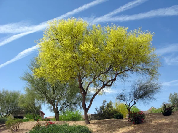 Arizona Palo Verde strom — Stock fotografie