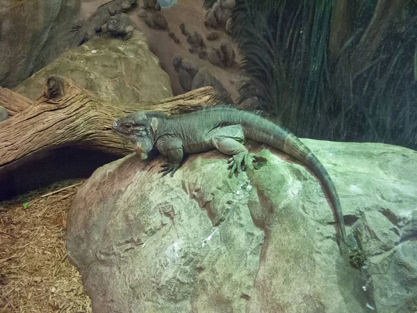 Rhinoceros Iguana em Rock — Fotografia de Stock