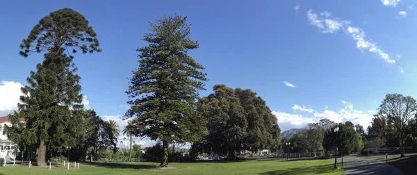 Bunya-Bunya, Norfolk Adası Çam ve büyük incir — Stok fotoğraf