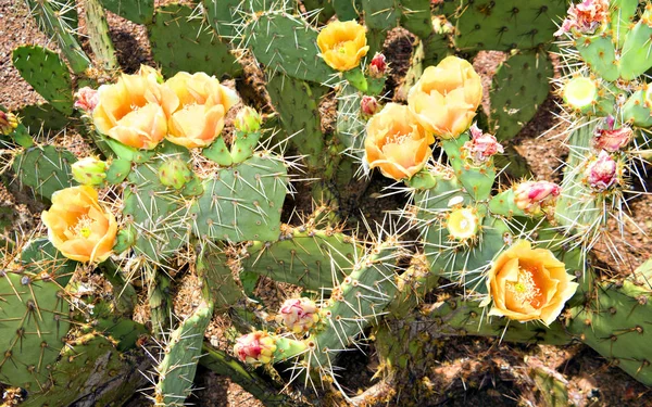 Eedible Nopal Cactus — 스톡 사진