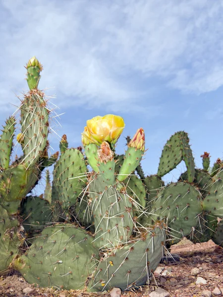 Poire de Barbarie comestible Cactus — Photo