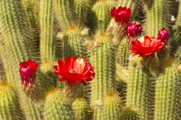 Antorcha roja Cactus de cerca — Foto de Stock