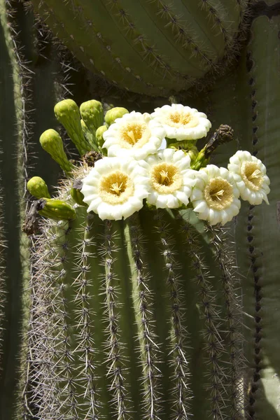 Saguaro 피 꽃 — 스톡 사진