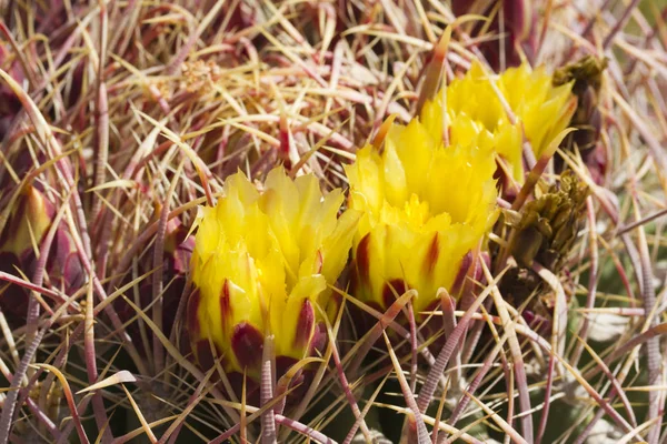 Canna Cactus in fiore Close up — Foto Stock