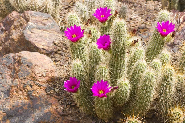 Scarlatto riccio cactus fioritura — Foto Stock