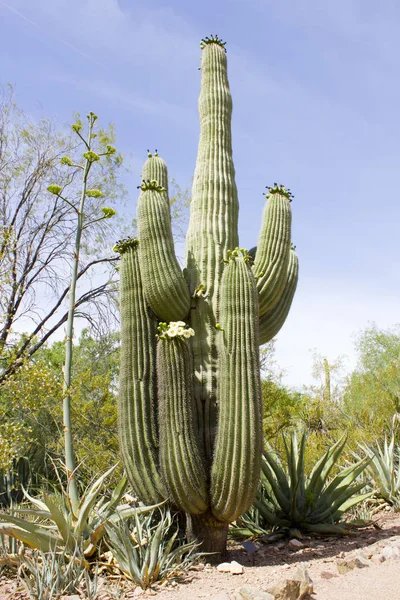 Cactus de Saguaro en fleurs — Photo