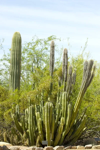 Famille Senita Cactus — Photo