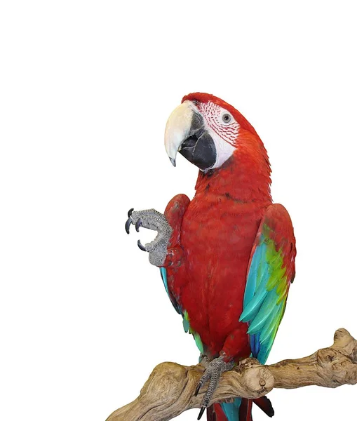 Синее крыло красного ара — стоковое фото