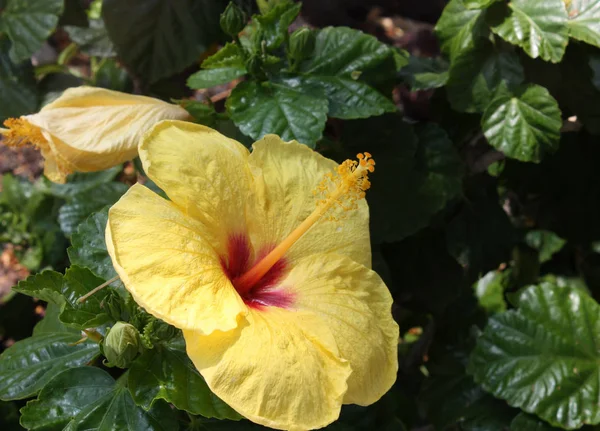Flor del Estado de Hawai, Hibiscus tropical amarillo — Foto de Stock