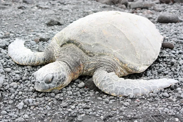 Okyanus kıyısında kaplumbağa — Stok fotoğraf