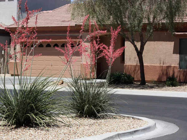 Çiçek açan kaktüs ile topluluk