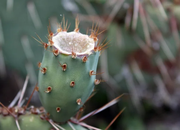 Receptáculo de flores de cactus — Foto de Stock