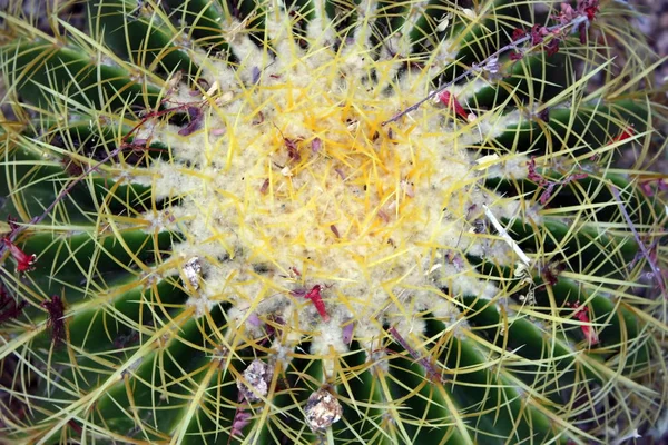 Вид зверху на бочковий кактус — стокове фото