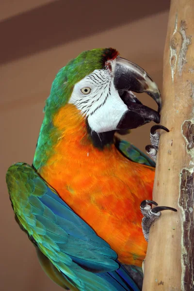 Hyacinth Macaw Clamber — Stock Photo, Image